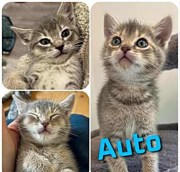 Photo of Auto