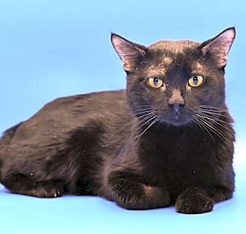 Photo of Salem