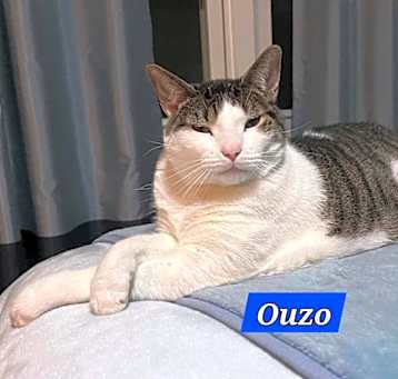 Photo of Ouzo
