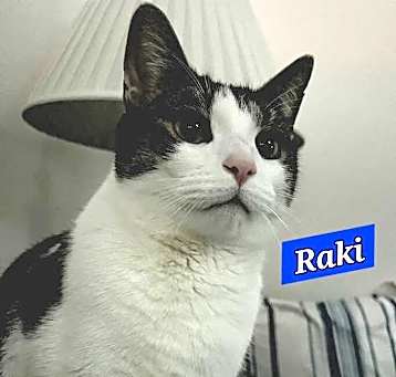 Photo of Raki