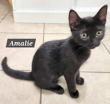 Photo of Amalie (bonded with Lily James)