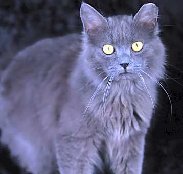 Photo of Romeo