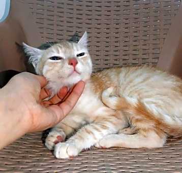 Photo of Lily