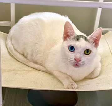 Photo of Estrella