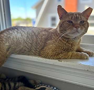 Photo of Brick