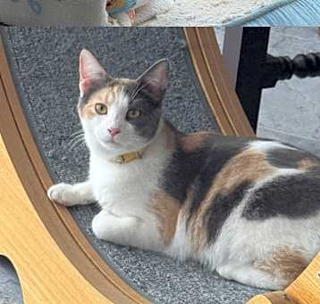 Photo of Pumpkin & Willow