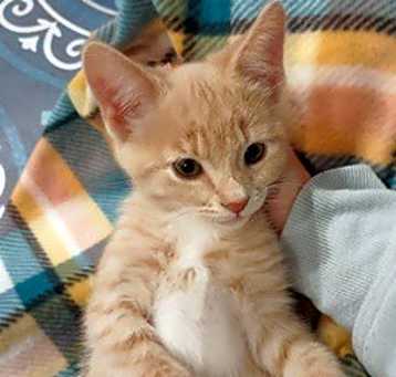 Photo of Skipper A