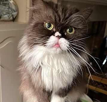 Photo of Curiosity