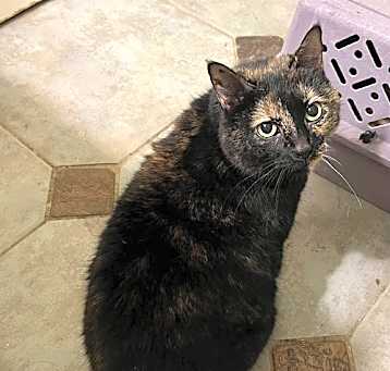 Photo of Mocha DECLAWED