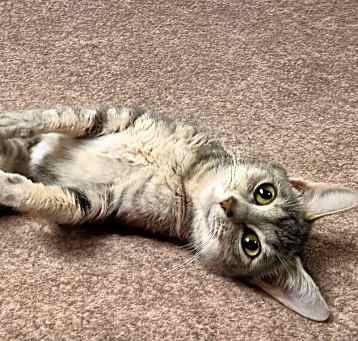 Photo of Skye