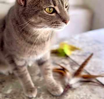 Photo of Boo