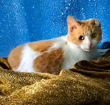 Photo of Marmalade
