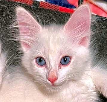 Photo of Picatso