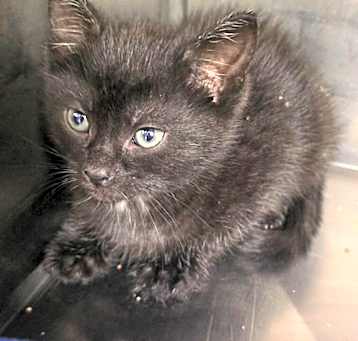 Photo of Salem