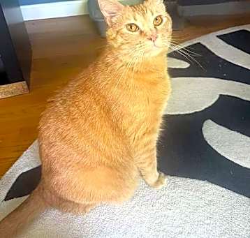 Photo of Fox C Moore