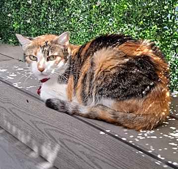 Photo of Ramona