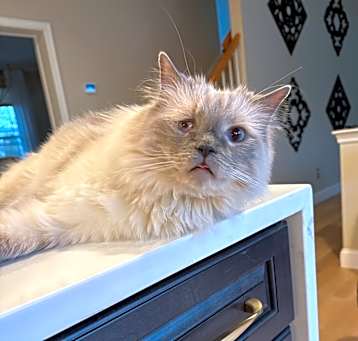 Photo of Cyrus