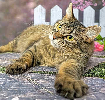 Photo of Ivy