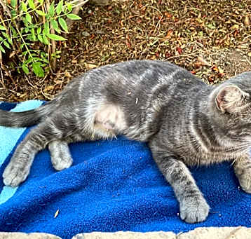 Photo of Silver