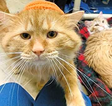 Photo of Rusty/ Whiskerless