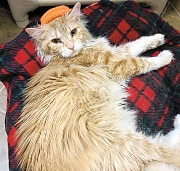 Photo of Whiskerless/ Rusty