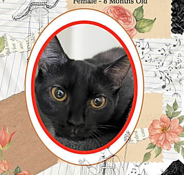 Photo of Sybil