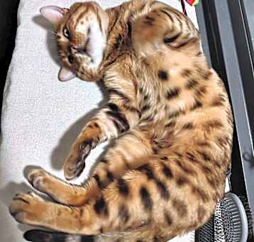 Photo of Leo