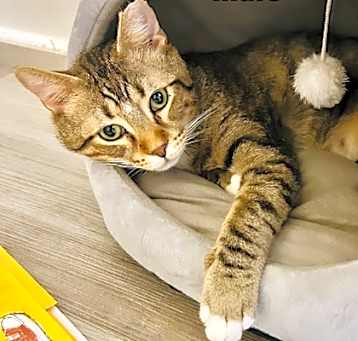 Photo of Frankie (FIV+)(Pounce Cat Cafe