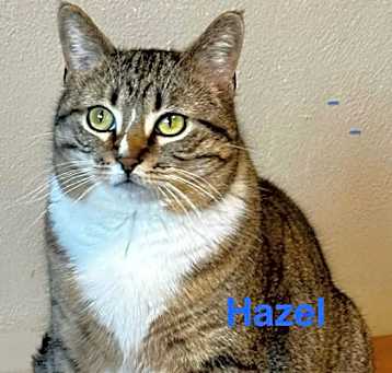 Photo of Hazel
