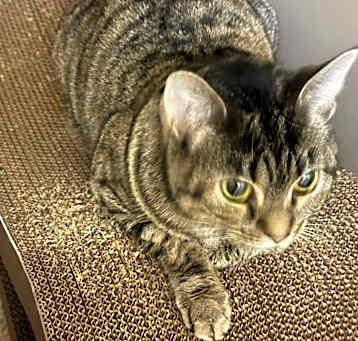 Photo of Penny