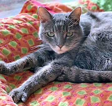 Photo of Felix