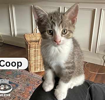 Photo of Coop - Your New Best Friend!