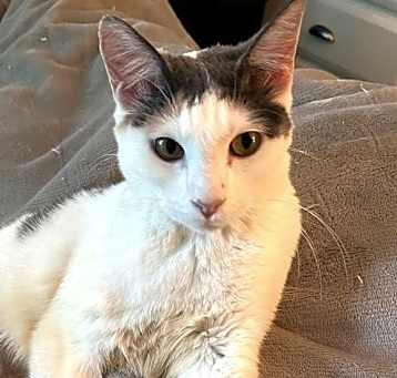 Photo of Dusty