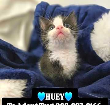 Photo of HUEY