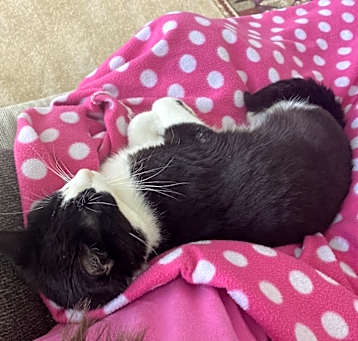 Photo of Beau