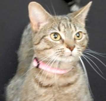 Photo of Savana Martini