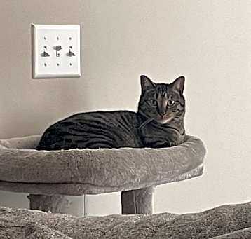 Photo of Queso