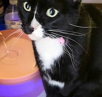 Photo of Midnight