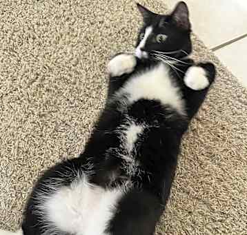 Photo of Oreo