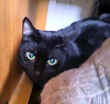 Photo of Pepper