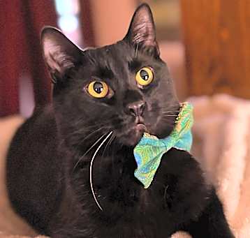 Photo of Sage