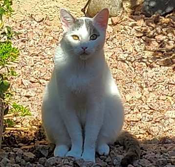 Photo of Oliver