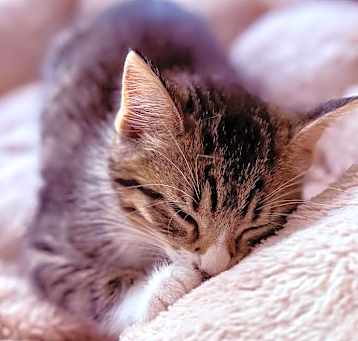 Photo of Mochi