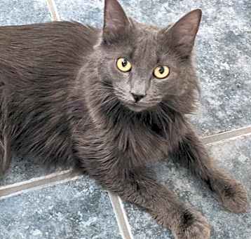 Photo of Char