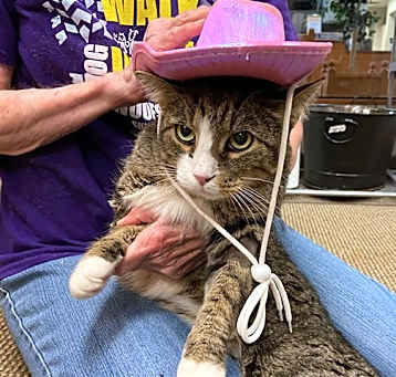 Photo of COWBOY