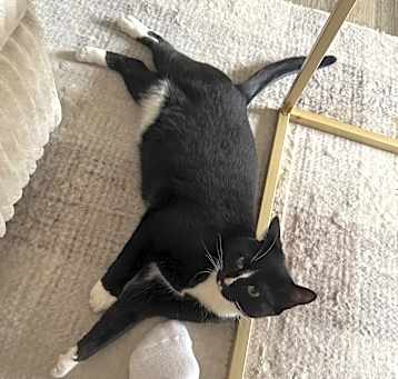 Photo of Bandit