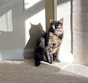 Photo of Twix