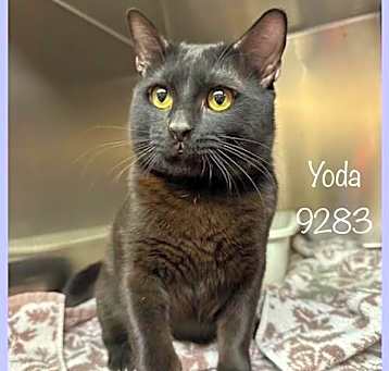 Photo of Yoda (631)