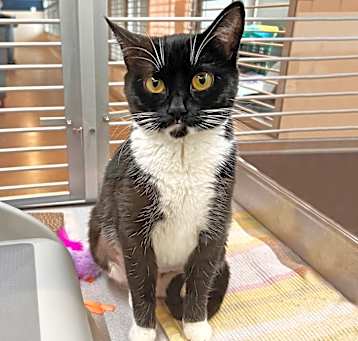 Photo of Jitterbug 