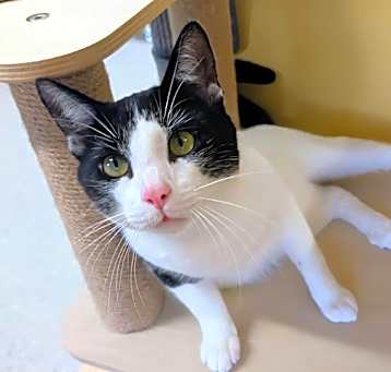 Photo of Domino